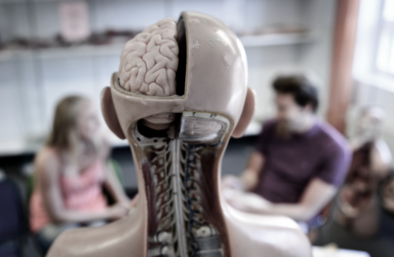 Two people are having a conversation behind an anatomical model illustrating the nervous system