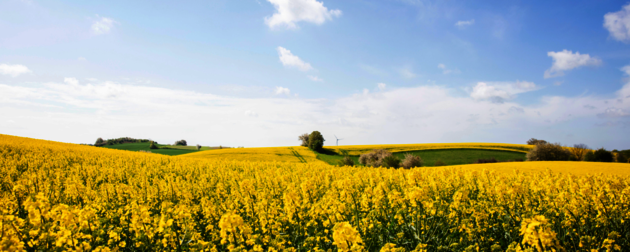A yellow rapeseed field under a blue sky.
